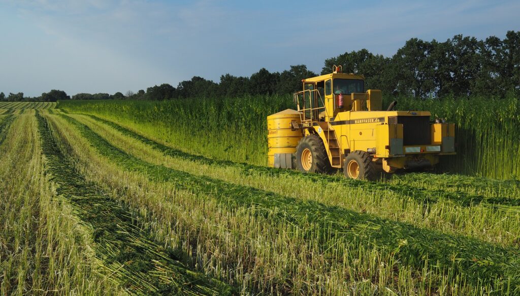 Foto eines Hanffeldes, Blücher Maschine bei der Ernte