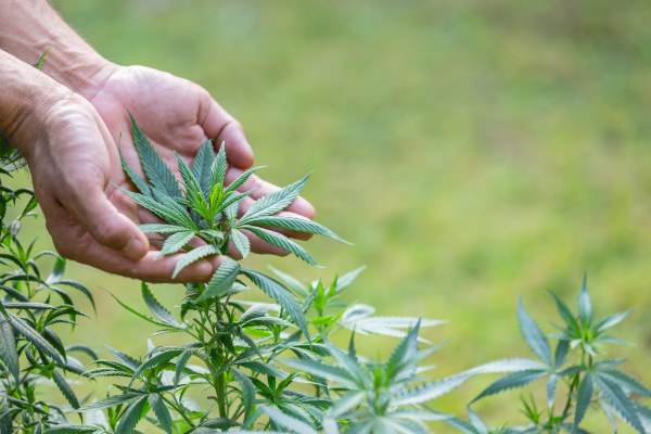 Foto Cannabis Blätter in der Hanf eines Mannes